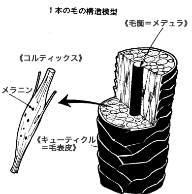 毛髪構造