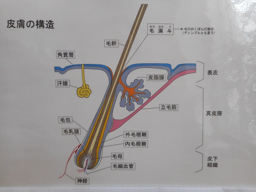 皮膚構造,汗腺