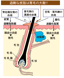 　毛母細胞に毛細血管で血液が栄養を運ぶ毛根断面図