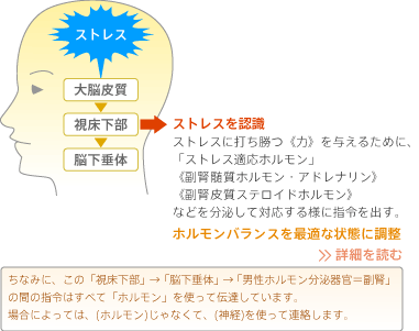 ストレスと脳の関係