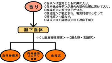 香りはダイレクトに脳へ働く